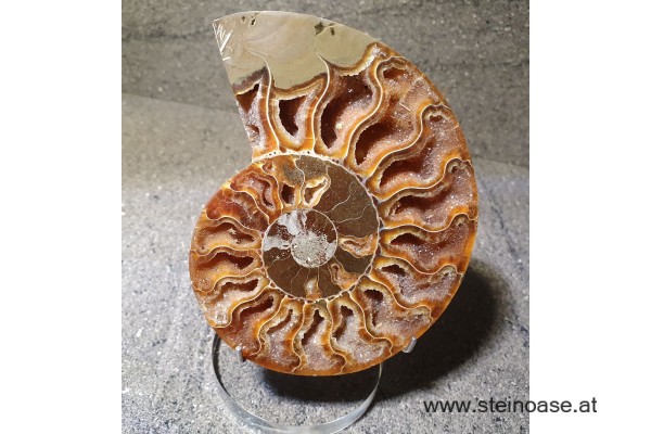 Ammonite Nr.1 - rechts